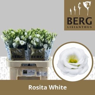 Lisianthus Double-Rosita White 70cm