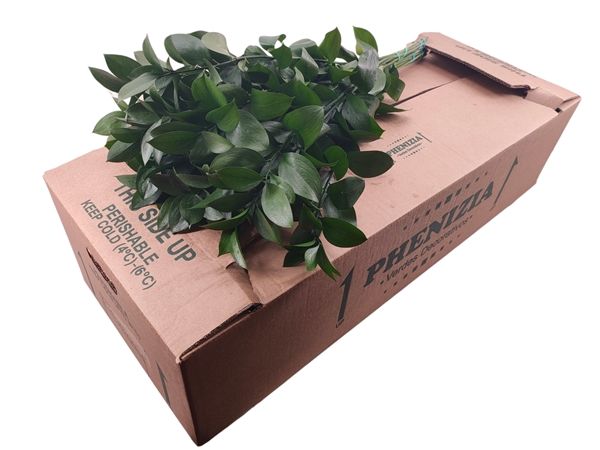 Isreali Ruscus 50cm
