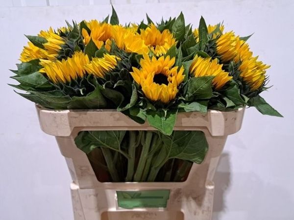 Sunflowers Sunrich Orange 70cm
