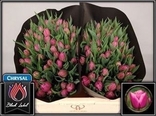 Tulip Double Princess 40cm 35g