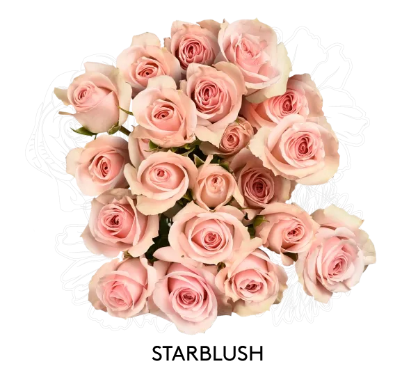 Spray Rose - Starblush 50cm