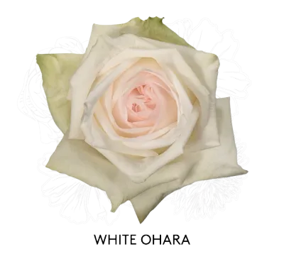 Rose- White Ohara 50cm