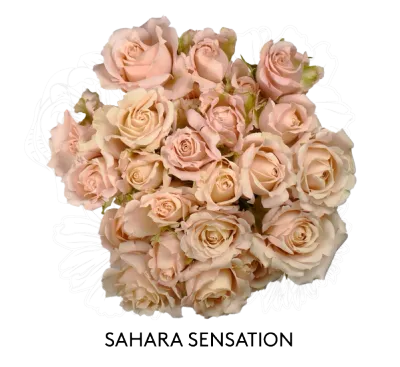 Spray Rose - Sahara Sensation 50cm