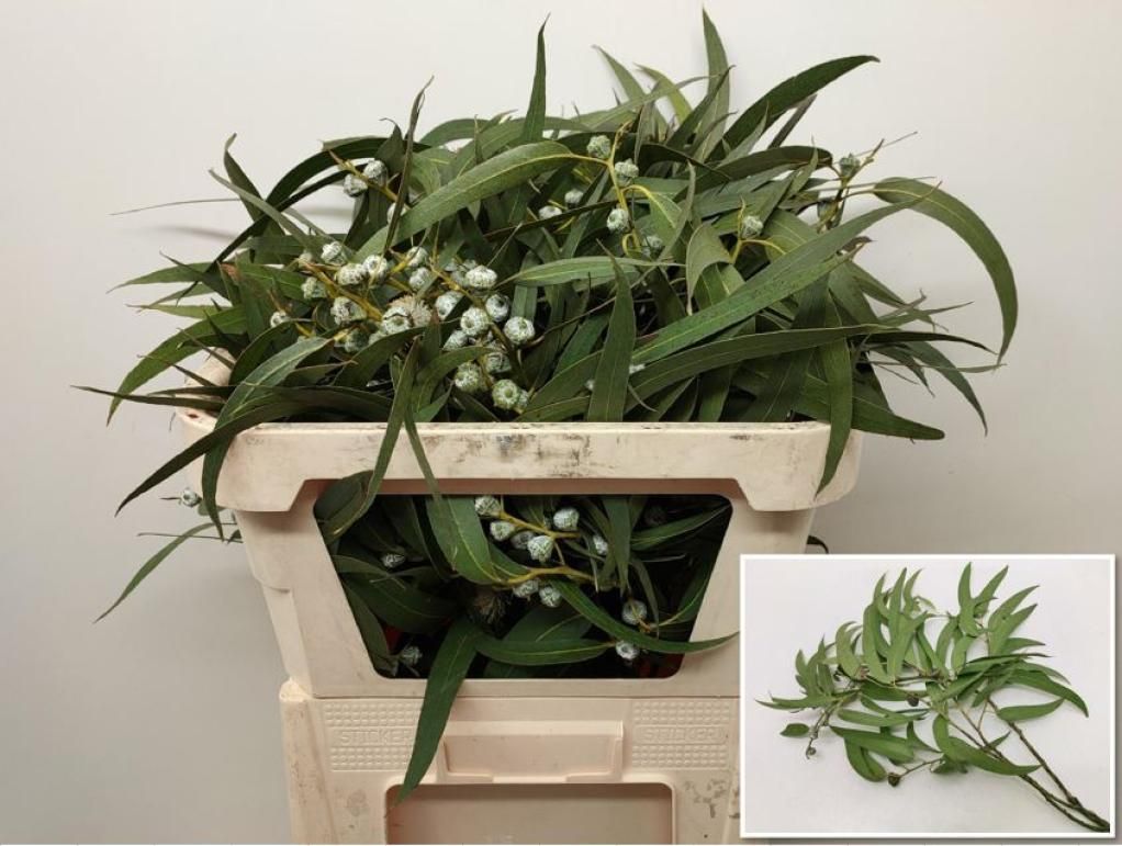 Eucalyptus Silver Bell 60cm