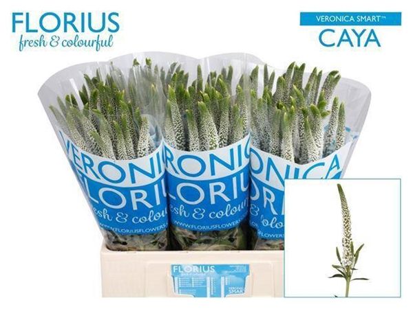 Veronica Smart Caya 60cm