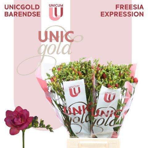 Freesia Double-Expression 52cm 25g
