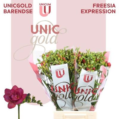 Freesia Double-Expression 52cm 25g