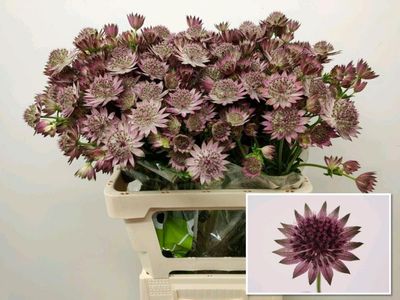 Astrantia Roma 50cm