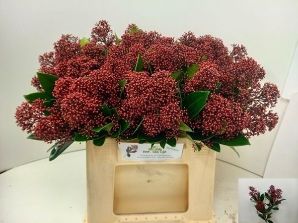 Skimmia Rubella 45cm 250g bunch
