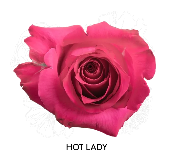 Rose - Hot Lady 50cm