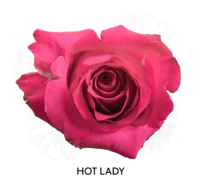 Rose - Hot Lady 50cm