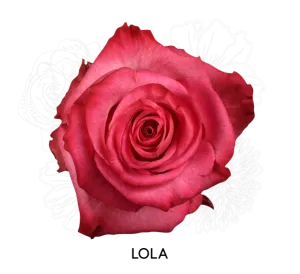Rose - Lola 50cm