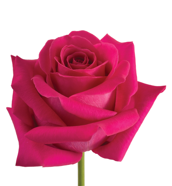 Rose - Pink Floyd 50cm