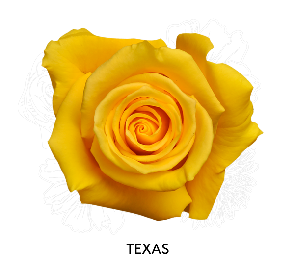 Rose - Texas 50cm