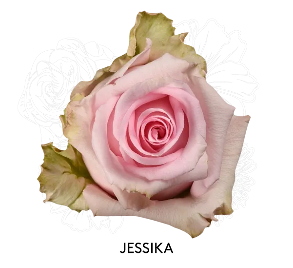 Rose - Jessika 50cm