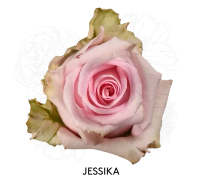 Rose - Jessika 50cm