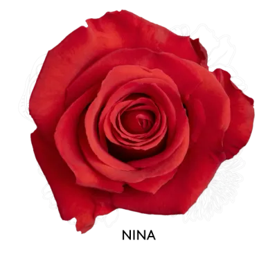 Rose- Nina 50cm