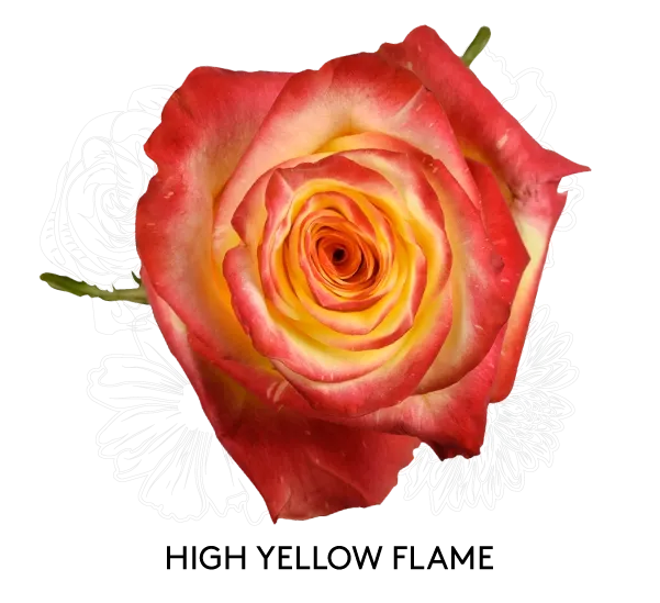 Rose- High &amp; Yellow Flame 50cm