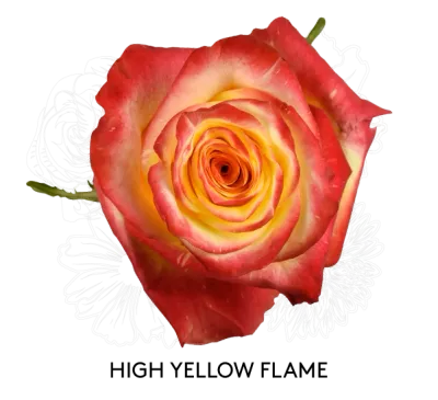 Rose- High &amp; Yellow Flame 50cm
