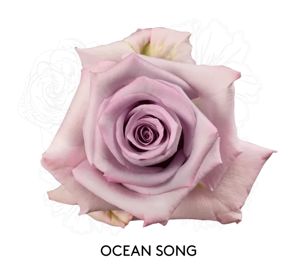 Rose- Ocean Song 50cm