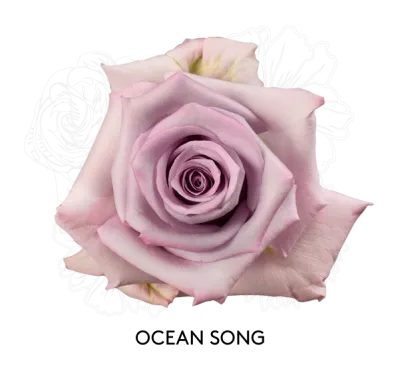 Rose- Ocean Song 50cm