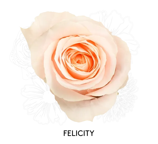 Rose- Felicity 50cm