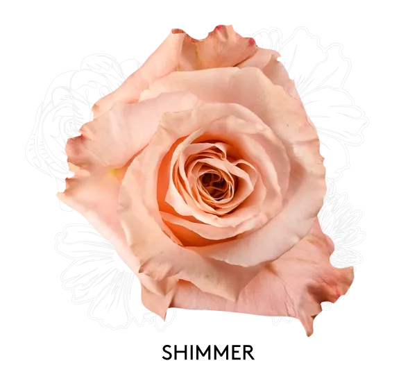 Rose- Shimmer 50cm