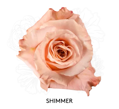 Rose- Shimmer 50cm