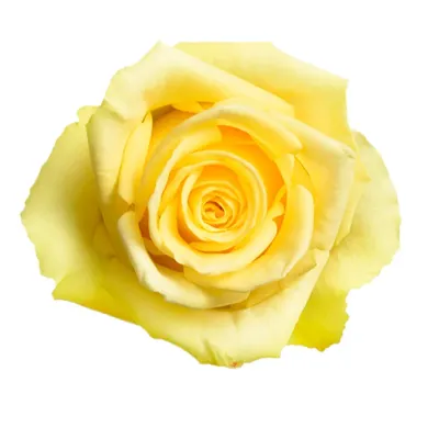 Rose - Stardust 50cm