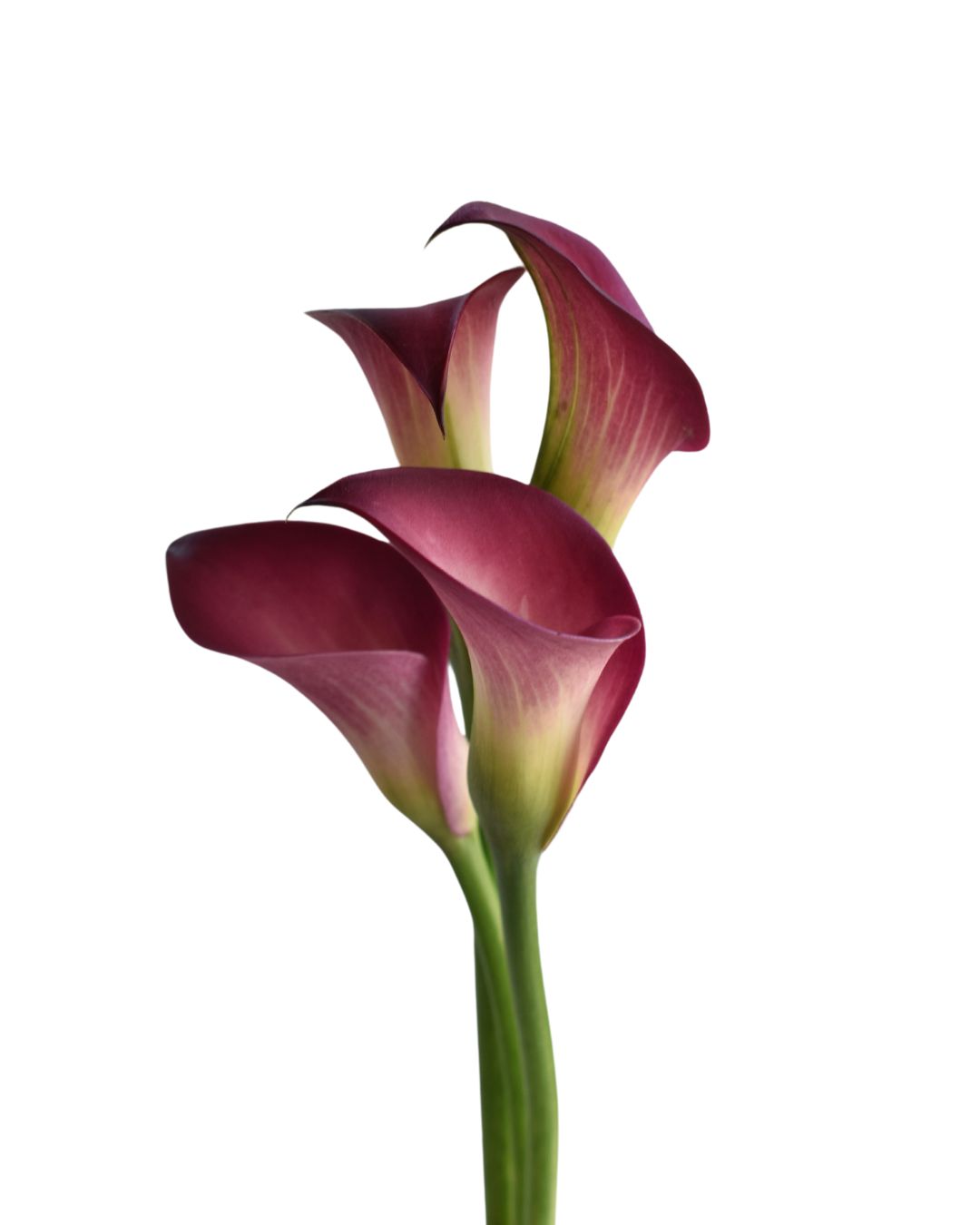Mini Calla Lilies Red