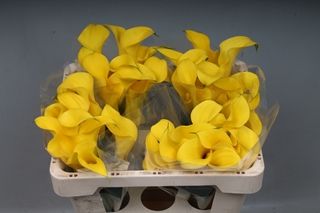 Mini Calla Lilies- Gold (Yellow) 50cm