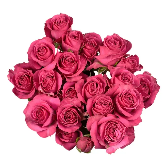 Spray Rose - Purple Isischka 50cm