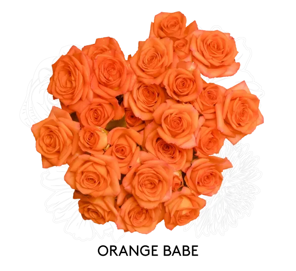 Spray Rose - Orange Babe 60cm