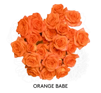Spray Rose - Orange Babe 50cm
