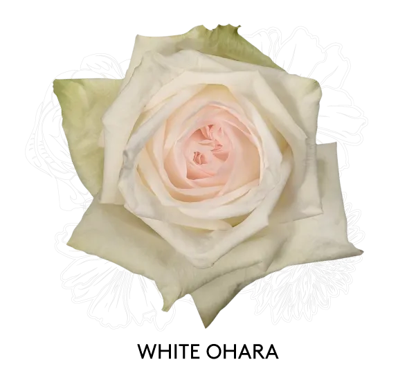 Rose- White Ohara 50cm