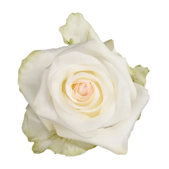 Rose - Candlelight 50cm