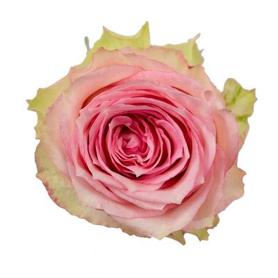 Rose - Esperance 50cm