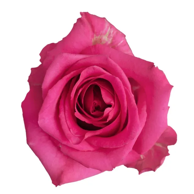 Rose - Hot Explorer 50cm