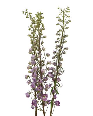 Delphinium 60cm Lavender