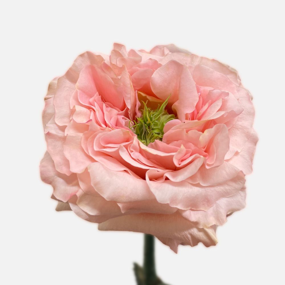 Rose - Princess Crown 50cm