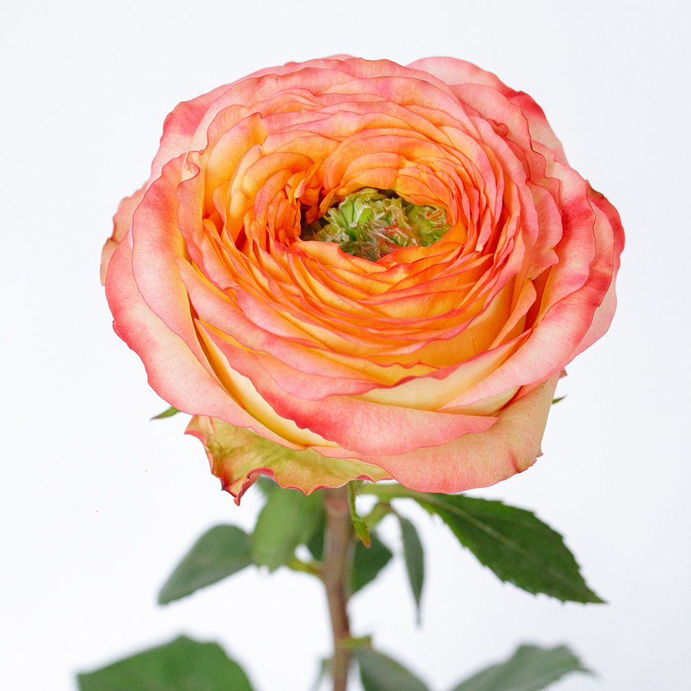 Rose - Houdini Summerhouse 50cm