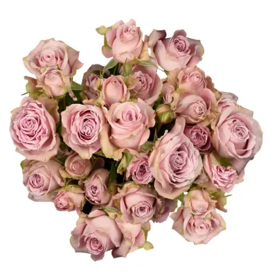 Spray Rose - Portrait 50cm