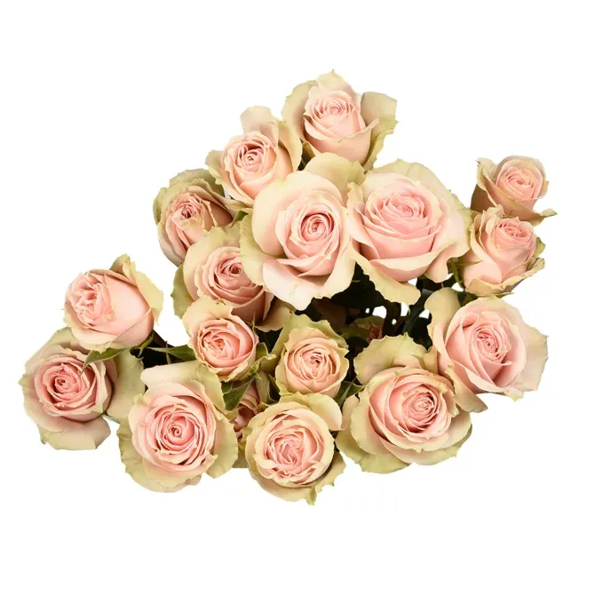 Spray Rose - Wedding Sensation 50cm