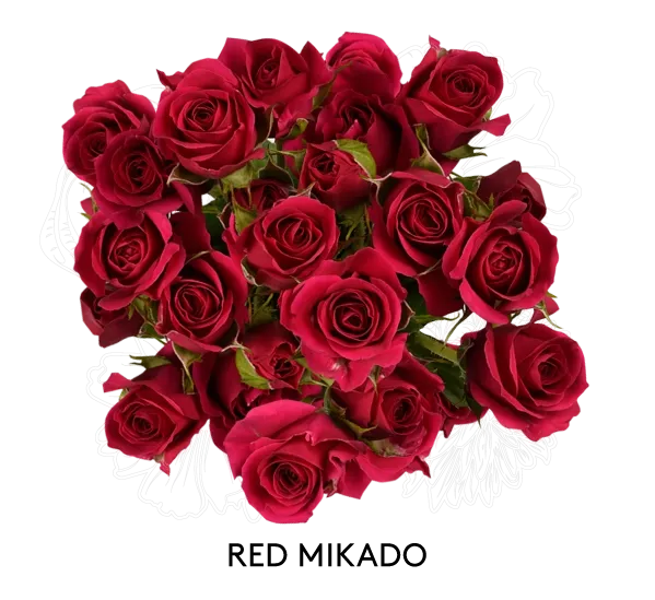 Spray Rose - Red Mikado 60cm