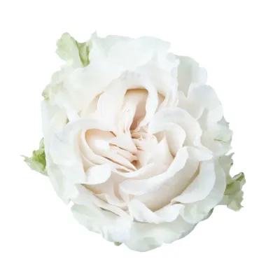 Rose - Cotton Xpression 50cm