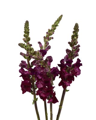 Snapdragon Magenta 60cm