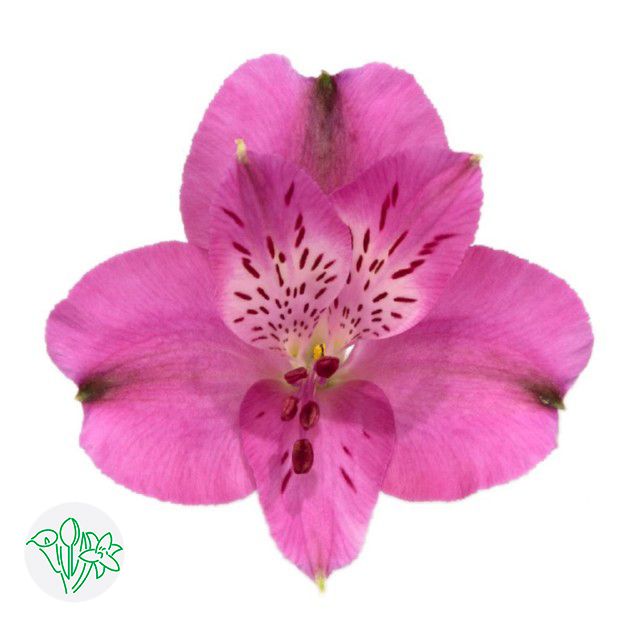Alstroemeria- Hot Pink 70cm