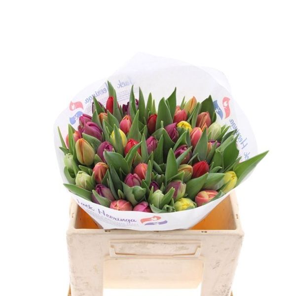 Double Tulips - Mixed Bunch