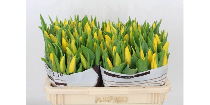 Tulips -Strong Gold (Yellow)