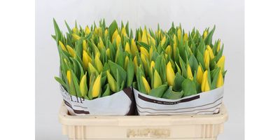 Tulips -Strong Gold (Yellow)